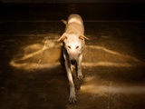 A Short Haired Dog Walking Towards the Viewer Photographic Print by Susan Bein