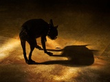A Dog and its Shadow Photographic Print by Susan Bein