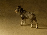 A Small Dog Waiting Photographic Print by Susan Bein