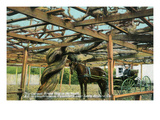 Carpinteria, California - Largest Grape Vine in the World Near Santa Barbara Prints by Lantern Press 