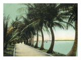 Palm Beach, Florida - Palm Walk Along Lake Worth Poster by Lantern Press 