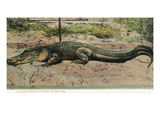 Florida - View of 19 Foot Long Alligator Posters par Lantern Press 