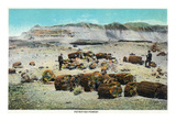 Grand Canyon Nat'l Park, Arizona - Petrified Forest Scene Prints by Lantern Press 