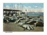 Key West, Florida - View of a Turtle Catch Posters by Lantern Press 
