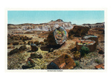 Grand Canyon Nat'l Park, Arizona - Petrified Forest Scene Prints by Lantern Press 