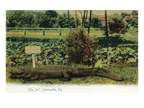 Jacksonville, Florida - Alligator by a Do Not Molest Alligators Sign Prints by Lantern Press 