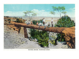 Grand Canyon Nat'l Park, Arizona - Petrified Forest Natural Bridge Scene Art by Lantern Press 