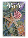 Bar Harbor, Maine - Tidepool Scene Affiches par Lantern Press 