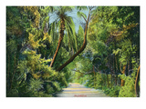 Lantern Press - Florida - Overgrown Vegetation Scene Umění