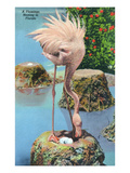 Florida - Flamingo Nesting Scene Poster by Lantern Press 