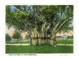 Key West, Florida - Barracks Banyan Tree Scene Posters par Lantern Press 