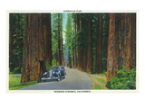 California - Dyerville Flat Scene on the Redwood Highway Poster by Lantern Press 