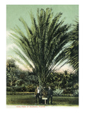 Florida - Men Standing by Huge Date Palm Art by Lantern Press 