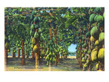 Florida - View of a Papaya Plantation Láminas por Lantern Press Florida - View of a Papaya Plantation Láminas por Lantern Press