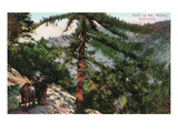 Mt. Wilson, California - View of Hikers Trailing Up the Mountain Print by Lantern Press 