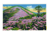 North Carolina - View of Purple Rhododendron in Bloom Near Blue Ridge Parkway Poster von Lantern Press 
