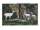 Lookout Mountain, Tennessee - Rock City Gardens, View of White Fallow Deer Print by Lantern Press 