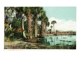 Florida - View of Swamps and Palms Posters par Lantern Press 