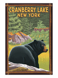 Cranberry Lake, New York - Black Bear in Forest Print by Lantern Press 