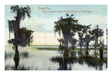 Eustis, Florida - Cypress Trees at Trout Run Mouth Posters by Lantern Press 