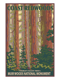 Muir Woods National Monument, California - Forest View Prints by Lantern Press 