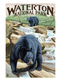 Waterton National Park, Canada - Black Bears and Waterfall Prints by Lantern Press 