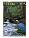 Redwoods State Park - Heron and Waterfall Posters by Lantern Press 