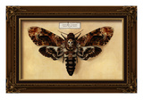 Death's Head Moth Posters by Lantern Press 