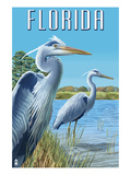 Blue Herons in Grass - Florida Prints by Lantern Press 