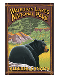 Waterton Lakes National Park, Canada - Bear in Forest Prints by Lantern Press 