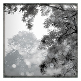 Sun Dappled II Reproduction procédé giclée par Wild Apple Photography