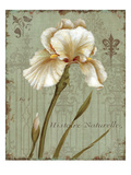 Histoire Naturelle I Giclee Print by Daphne Brissonnet
