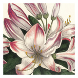 Botanique Square II Giclee Print by Wild Apple Portfolio