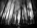 Diagona Photographic Print by Josh Adamski