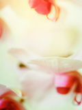 Study of an Orchid Photographic Print by Mia Friedrich