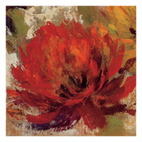 Fiery Dahlias II Reproduction procédé giclée par Silvia Vassileva