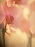 Study of an Orchid IV Photographic Print by Mia Friedrich