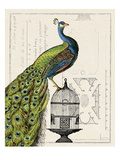 Peacock Birdcage I Giclee Print by Sue Schlabach