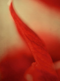 Study of an Amaryllis III Photographic Print by Mia Friedrich