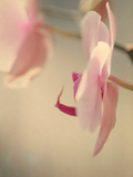 Study of an Orchid VII Photographic Print by Mia Friedrich