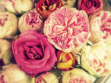 Letters from Roses IV Photographie par Alaya Gadeh