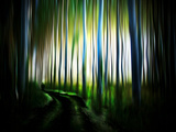 Transfer Photographic Print by Josh Adamski