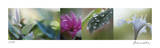 Morning Dew Limited Edition by Florence Delva