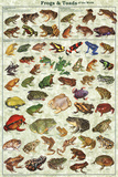 Frogs & Toads of the World Educational Poster Posters