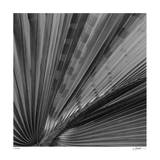 Palm Pleats Limited Edition by Edward Asher