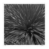 Layers of Yuca Limited Edition by Edward Asher