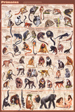 Primates Educational Poster Posters