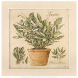Herbes de Provence I Prints by Laurence David