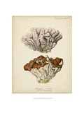 Coral Collection II Reproduction procédé giclée par Johann Esper