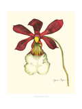 Majestic Orchid II Giclee Print by Jennifer Goldberger